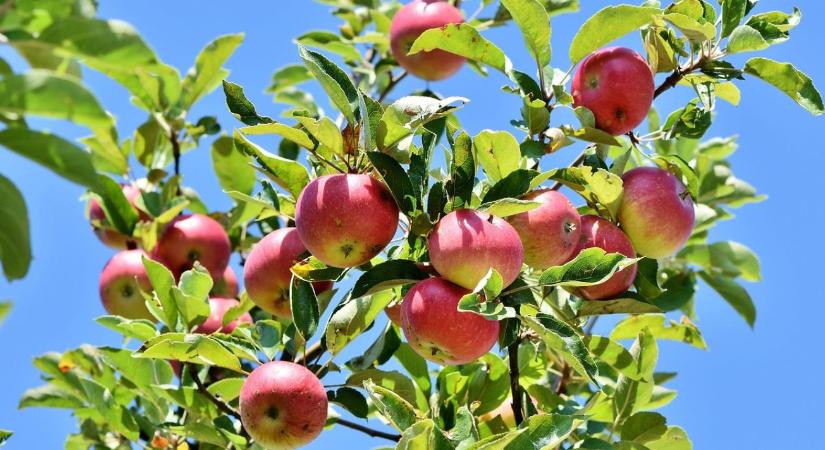 Almafa ültetés: milyen talajt és helyet válassz?