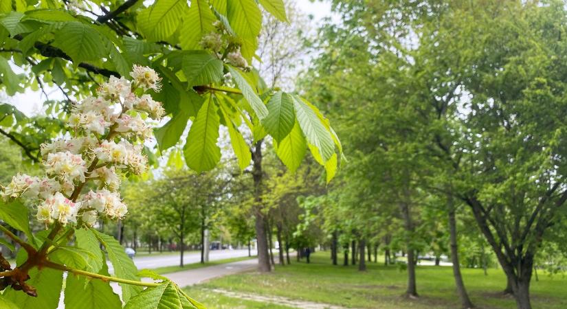 Főkert: technológiaváltás nélkül tíz éven belül minden harmadik fát elveszíthetünk Budapesten
