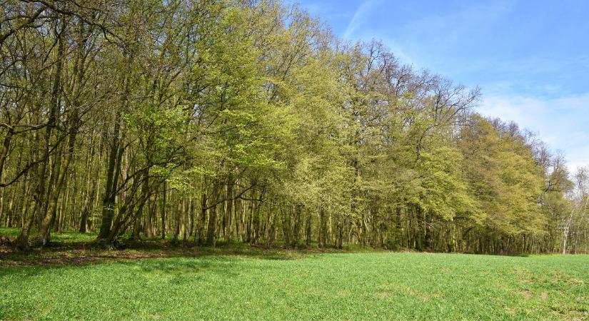 Területalapú támogatást igényelsz? Akkor augusztusig ne nyúlj a fákhoz!