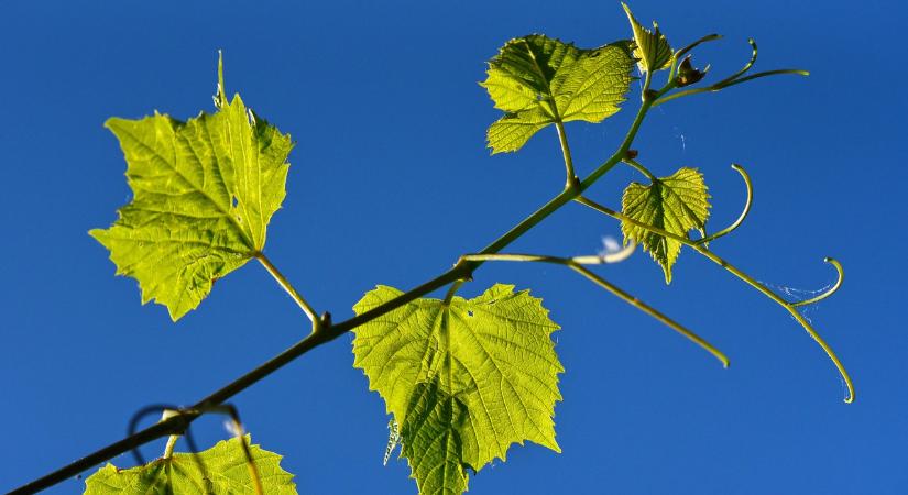 Védekezés a szőlő aranyszínű sárgasága ellen