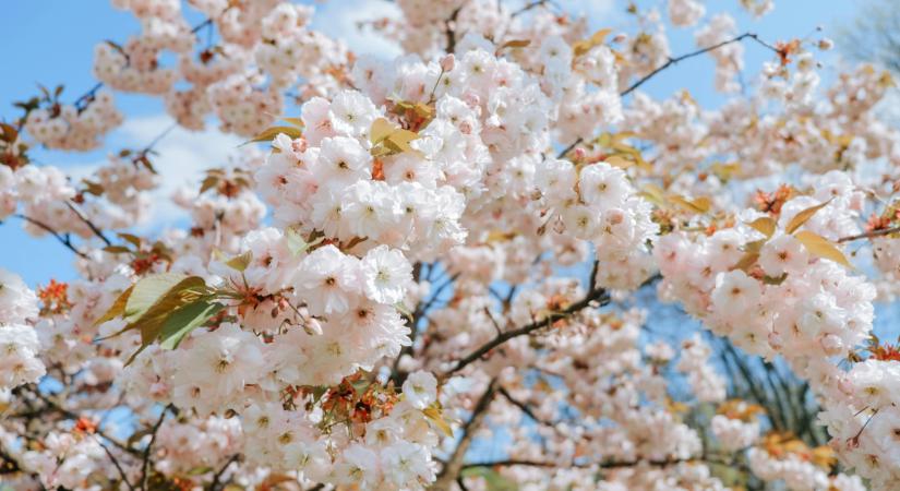 Időjárás: ilyen lesz az idei húsvét, mutatjuk, mikor robban be az igazi tavasz