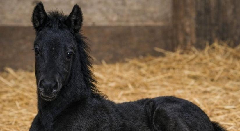 Megáll az ész: digitális AI-csikó névadásában segíthetsz – és még nyerhetsz is vele!