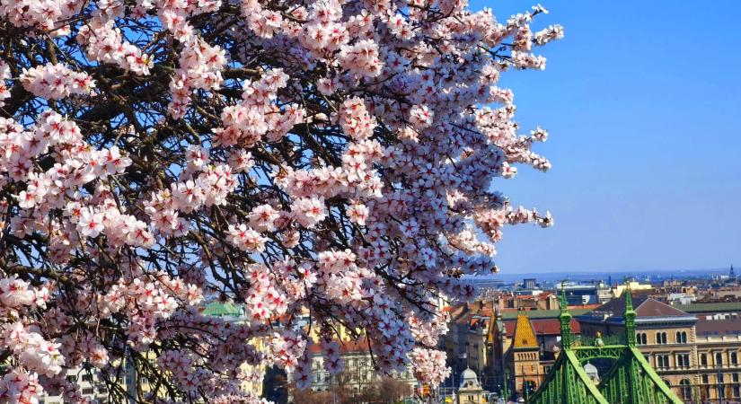 Tavaszi díszbe öltözött a Gellért-hegy