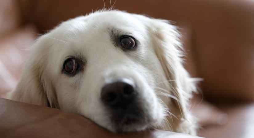 Miért néz a kutya minket evés közben? Nem csak a leeső falat miatt!