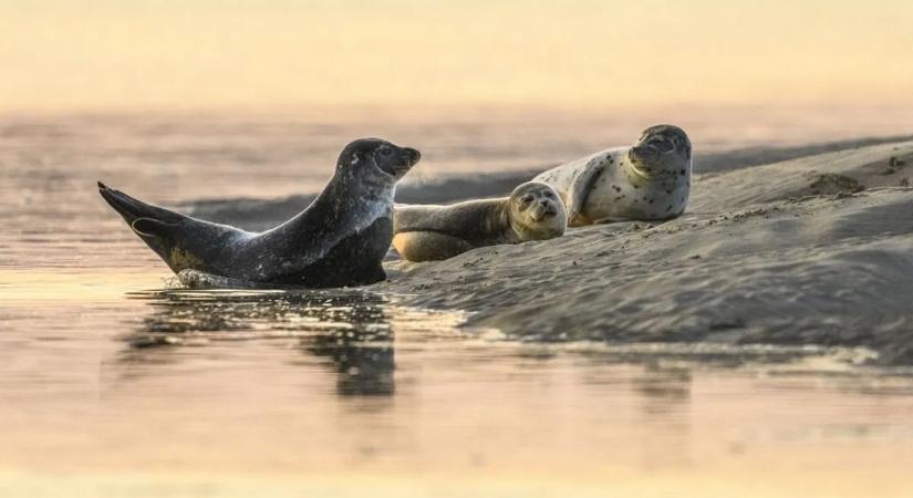 A fókakölykök beszélgetése meglepően hasonlít az emberére – hallgassa meg!