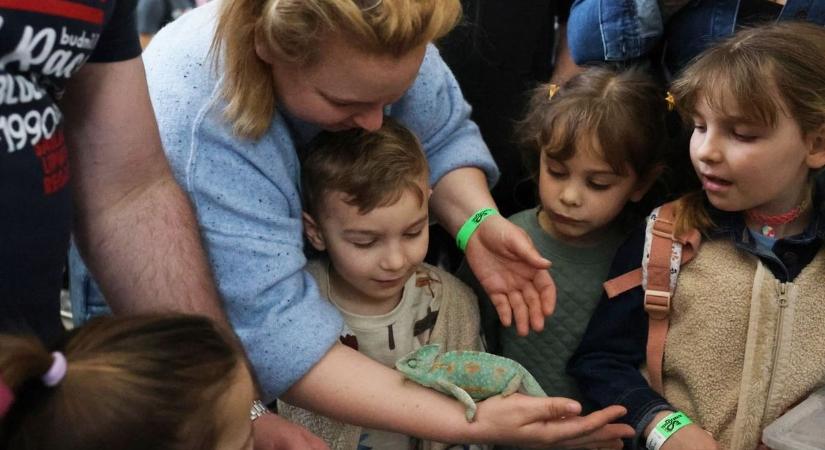 Rémisztő jelenetek..., valósággal ellepték a pókok és a bogarak a patinás belvárosi hotelt