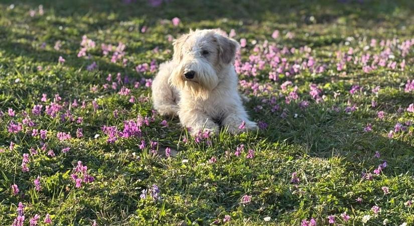 Jön még kutyára dér? Havazást hozhat a szomszédban a közelgő front