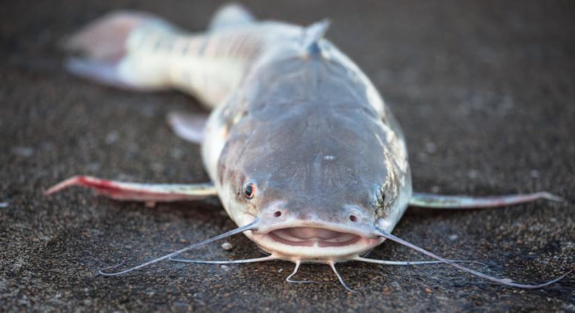Ez elképesztő: brutális halszörny akadt horogra a Tiszán