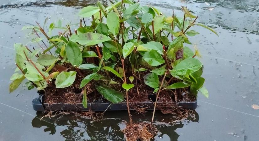 Hogyan váljunk a kertészkedés mesterévé?