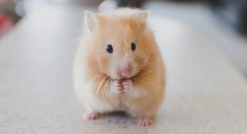 Kegyetlen állatkínzás: élő hörcsögöket fognak ki markolókkal a játékautomatákból – videó