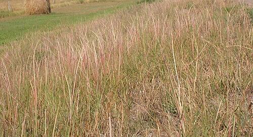 Kiadvány jelent meg az inváziós fajok terjedéséről és kezeléséről