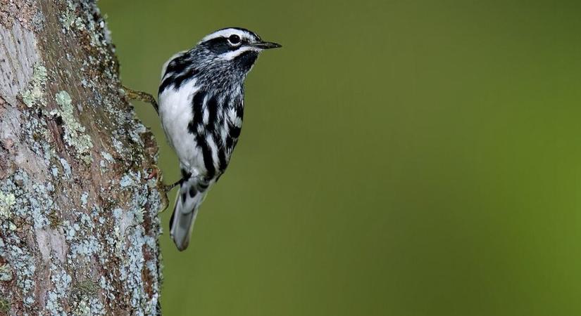Eltűnőben az észak-amerikai vadmadarak
