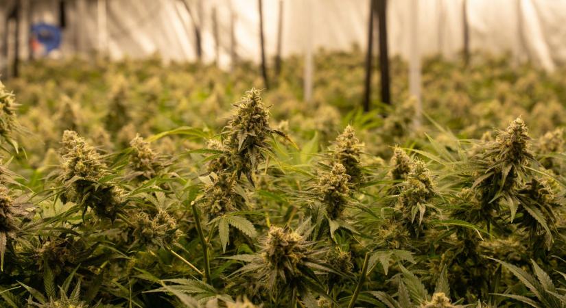 A rekreációs kábítószer-használat nagyon megnöveli a sztrók kockázatát