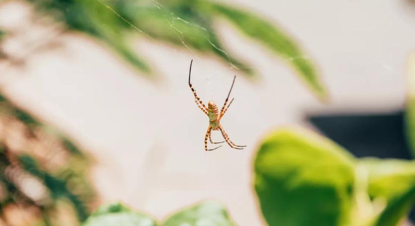 Ezt jelzi a pók az otthonodban: üzenet vagy csak véletlen vendég?