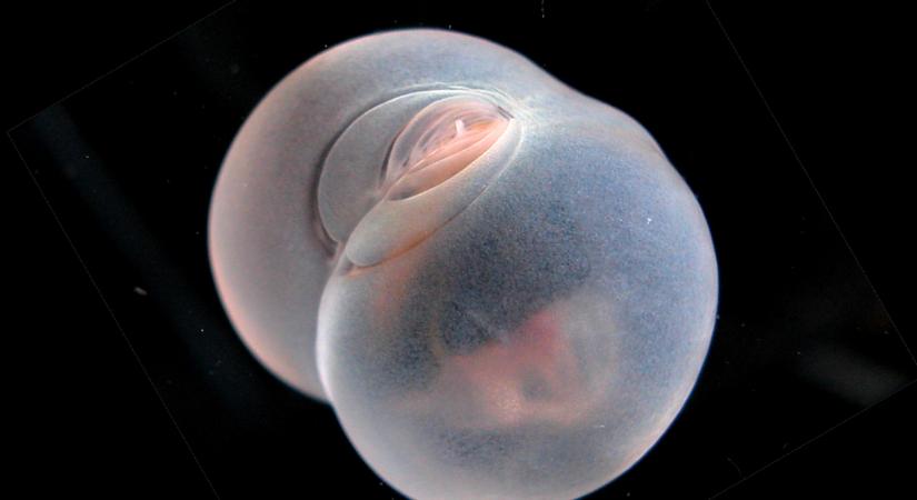 Valami egészen különöset fedeztek fel huszonöt évvel ezelőtt az Éjfél Zónában, ahol a sötétség uralkodik