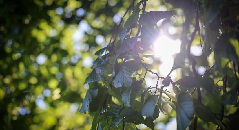 Ragyogó időnk lesz március 15-én, erre kell számítani a nemzeti ünnep napján