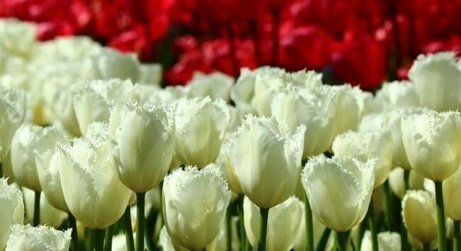 Ilyen időjárás várható nemzeti ünnepen, március 15-én