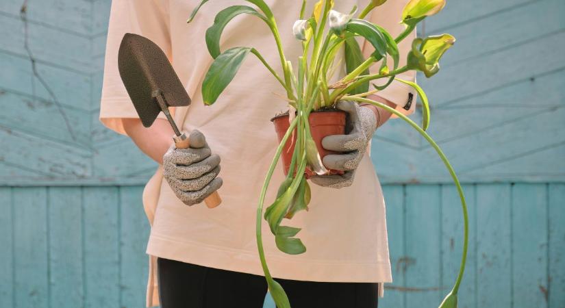Márciusi kertészkedéshez itt a teljes lista! Mit kell metszeni és ültetni ebben a hónapban?