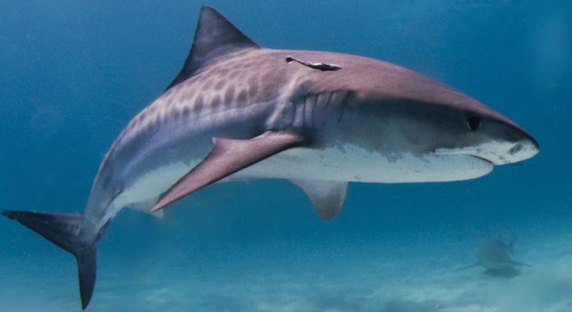 A tigriscápák Hawaii-on töltik a nászútjukat