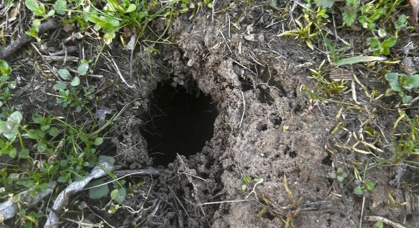 Akár bűncselekmény is lehet, ha ezt teszi a kertjében