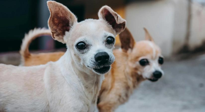 Miért reszketnek annyit a kistestű kutyák? Végre itt a magyarázat