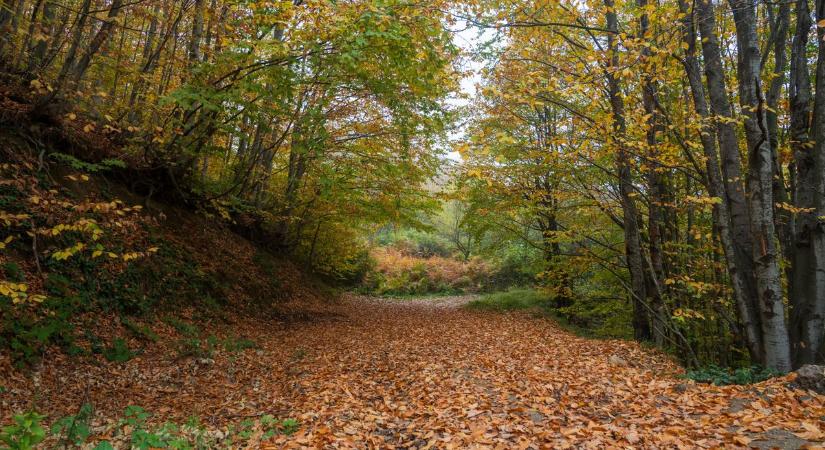 Ezt ki ne hagyd! Kilátóról kilátóra túra lesz a Mecsekben