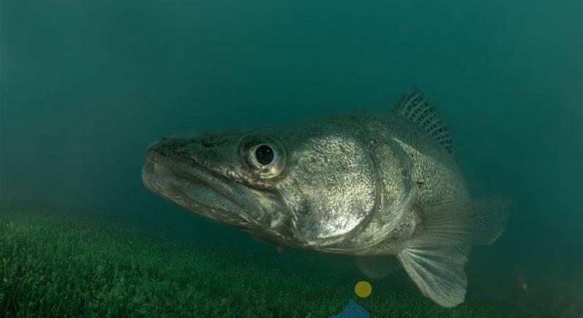 Sárga bóják jelzik a tiltott területet a Balatonban - nem szabad a közelükbe menni! (videó)