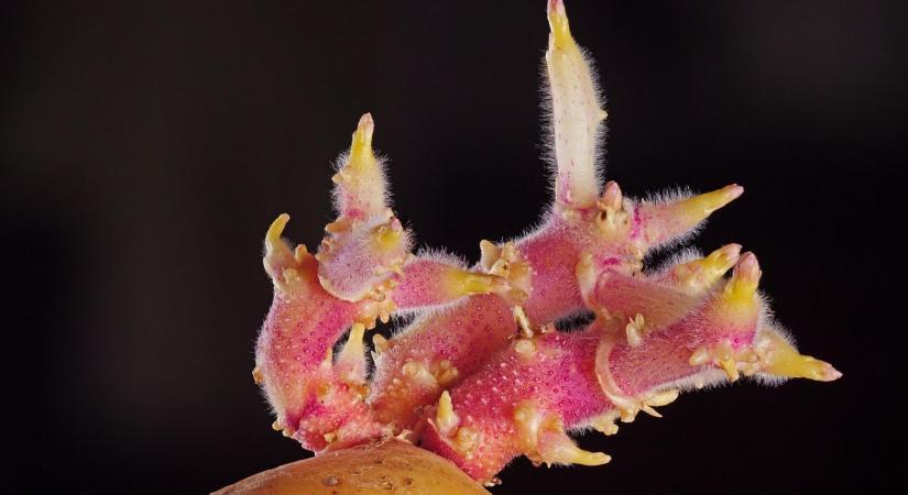 Burgonya csíráztatás: mikor és hogyan érdemes előcsíráztatni?