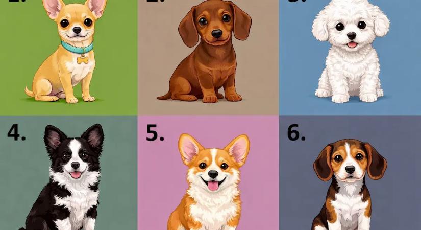 Válassz egy kiskutyát a 6 közül, és elárulja, hogy milyen ember vagy a szíved mélyén
