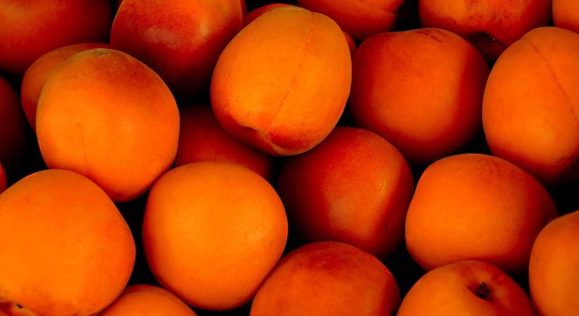 Téli fagykárok a kajsziültetvényekben Ukrajnában