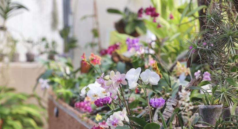 Virágba borult a szegedi orchideaház, újra megnyílt a különleges gyűjtemény