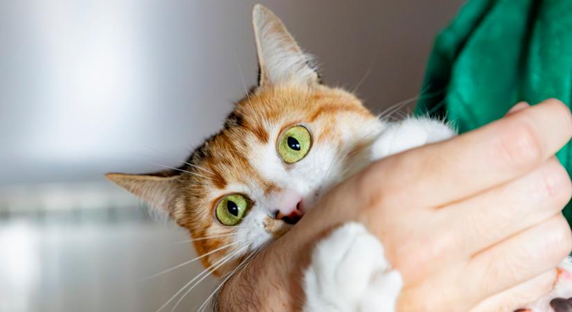 A te macskád mennyire harapdál és karmol? Gazdik mesélnek tapasztalataikról