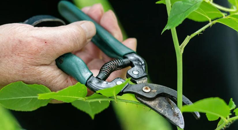 Itt a tavasz, milyen munkákat érdemes most elvégezni a kertben?
