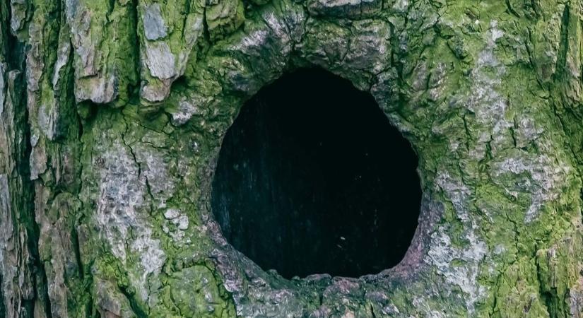 „Techno”-fészkelés: mit tehetünk a postaládánkba költöző széncinegék ügyében?