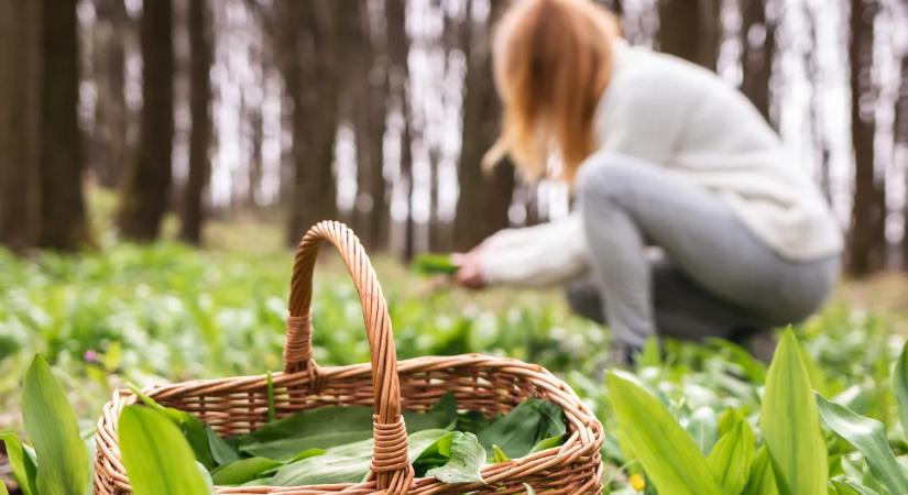 Ez a legegészségesebb zöldség márciusban, te már kóstoltad?