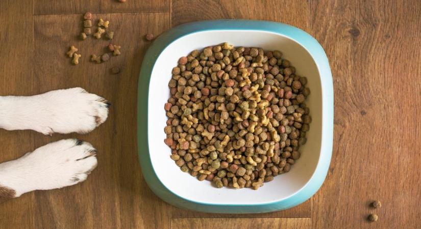 Te is ugyanazt a kutyatápot veszed évek óta? Ez veszélyesebb lehet, mint gondolnád