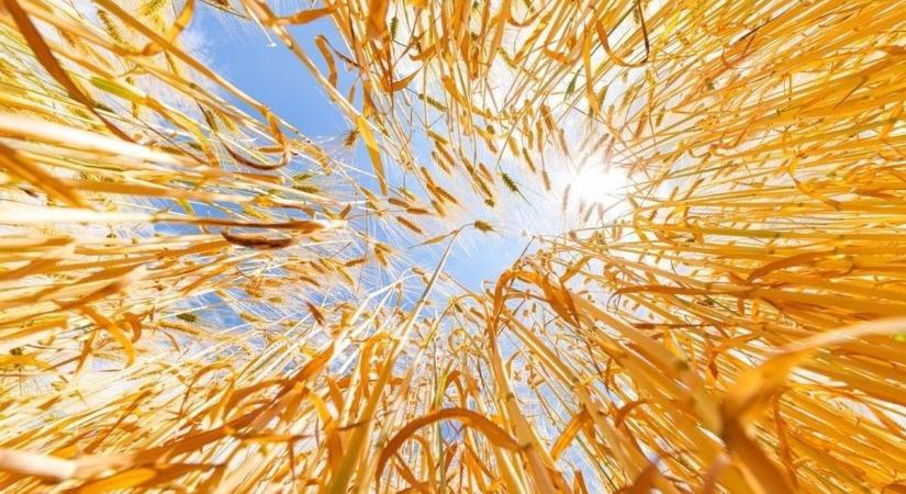 Kettős szorításban a növénytermesztők