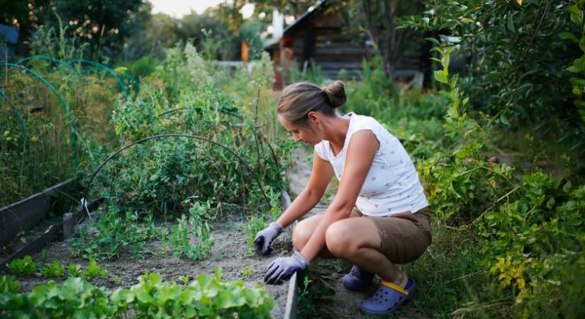 Feleannyi lesz a munka a kertben, ha így csinálod - Próbáld ki a lasagne-kertészkedést