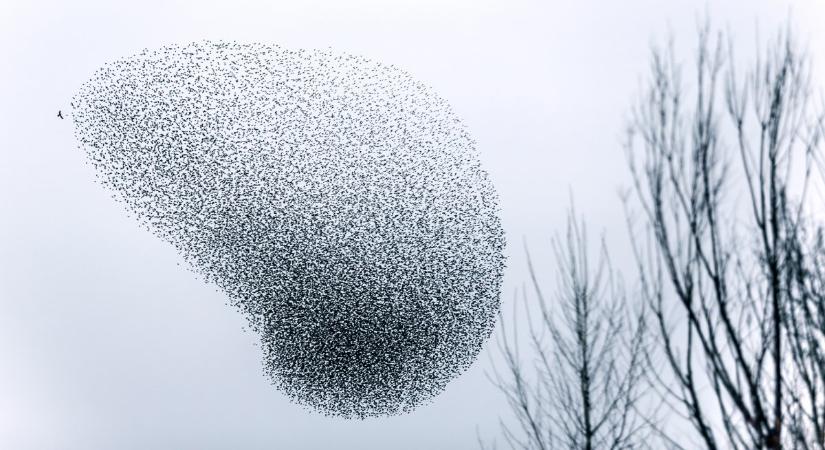 Több ezer seregély tért vissza a Kardoskúti-pusztára