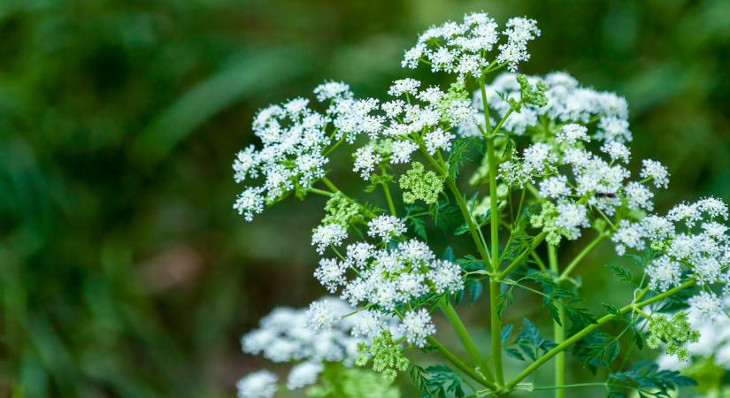 Márciusban vethető fűszernövények