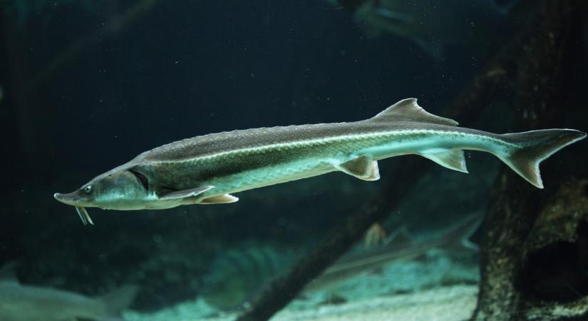 Eltűnhet a népszerű halfaj a vizekből? Próbálják menteni a menthetőt