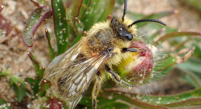 Apró lyukak és zümmögés a gyepen? Ne ijedj meg – ez a legjobb, ami a kerteddel történhetett!