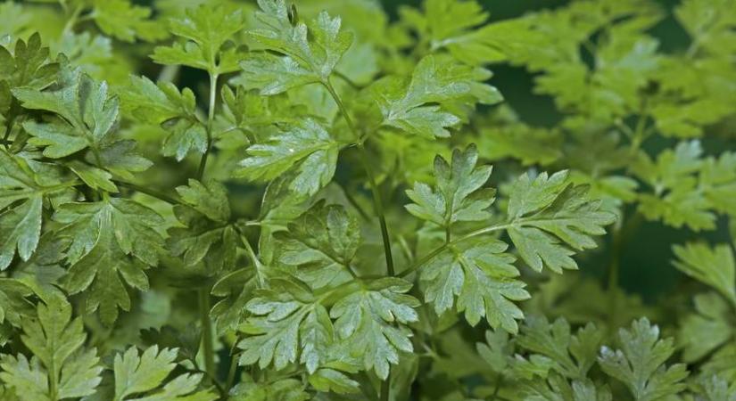 Végzetes lehet, ha ezt a tavaszi fűszernövényt nem ismered eléggé