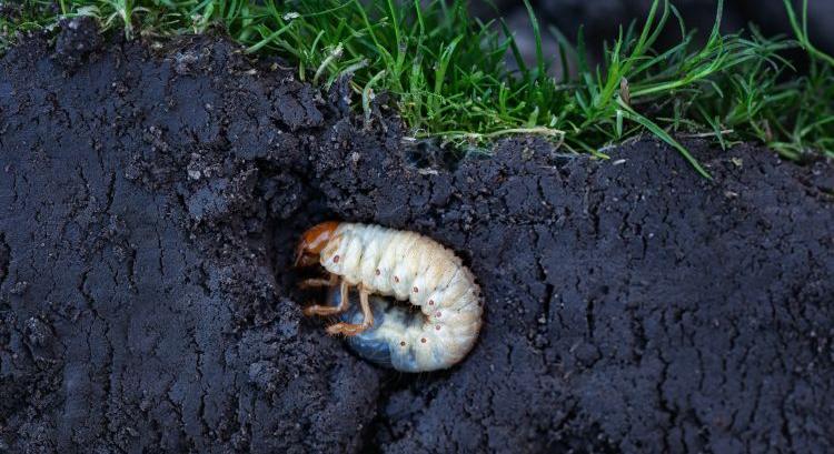 Pajorok, férgek: most dől el a tavaszi kár