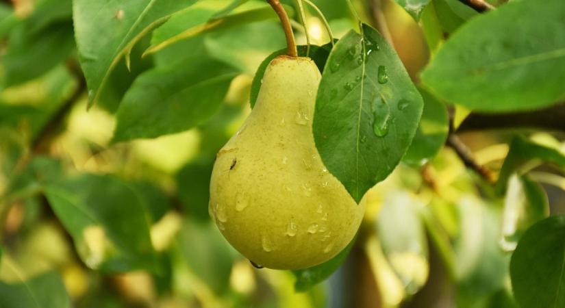Lemaradsz a szezon kedvencéről! Már csak heteid maradtak, hogy ilyen körtét vegyél