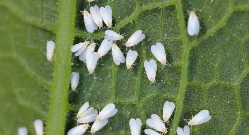 Liszteske támadta meg a muskátlit? Így szabadulj meg tőle!