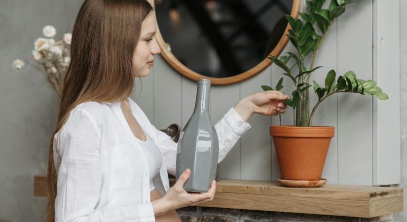 A 7 legfontosabb tényező, ami meghatározza szobanövényeid fejlődését