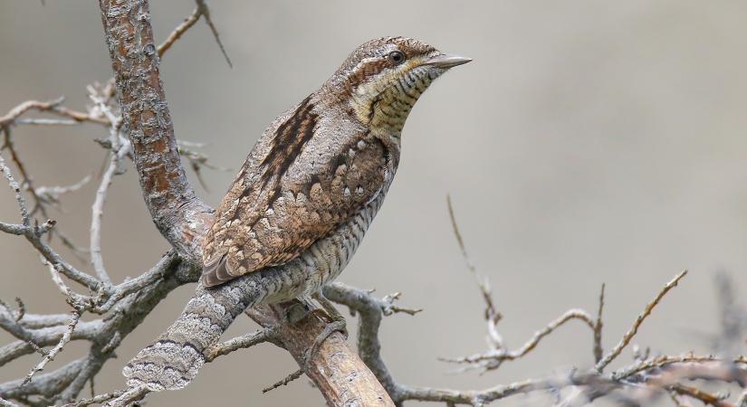 Az állati álcázás mesterei: Mimikri a természetben