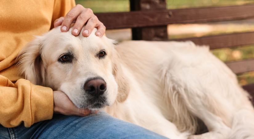 Furcsán viselkedik a kutyája vagy macskája! Ez az oka a szakember szerint!