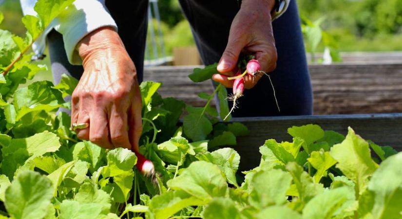 Magaságyás feltöltése tavasszal: milyen rétegek kellenek?
